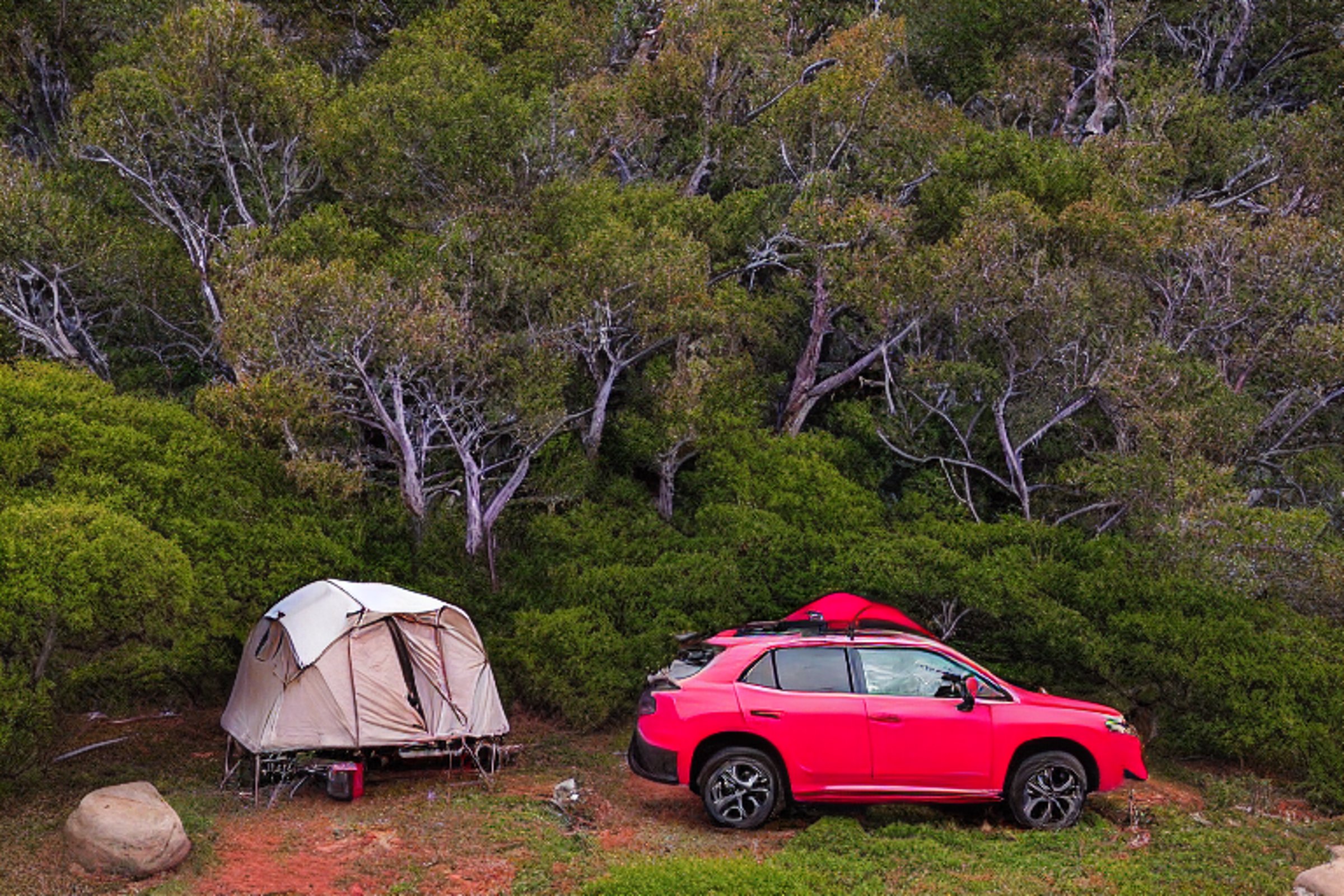 A red Subaru with a rooftop tent rests on a quiet dirt campsite in Capitol Reef National Park. Golden sunlight shines through mossy trees, while stones and fallen leaves cover the ground. Hikers explore nearby beneath a clear sky.