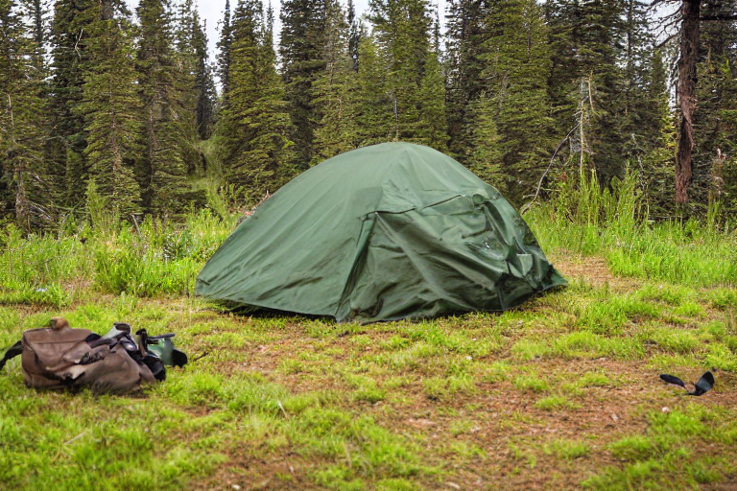 A green camo tent rests beside a dirt patch at a quiet Colorado campsite. Snowy ferns, camping chairs, and a backpack surround the tent as the sunrise warms the landscape. A deer stands far away among the trees.