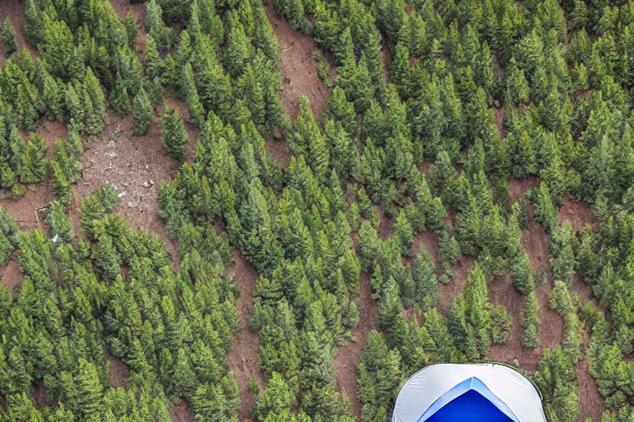 A bright blue tent rests beneath tall trees at a peaceful Montana campsite. A small campfire and logs sit on the dirt, with wildflowers nearby and a wooden guitar on the ground. Warm evening light creates a cozy, inviting mood.