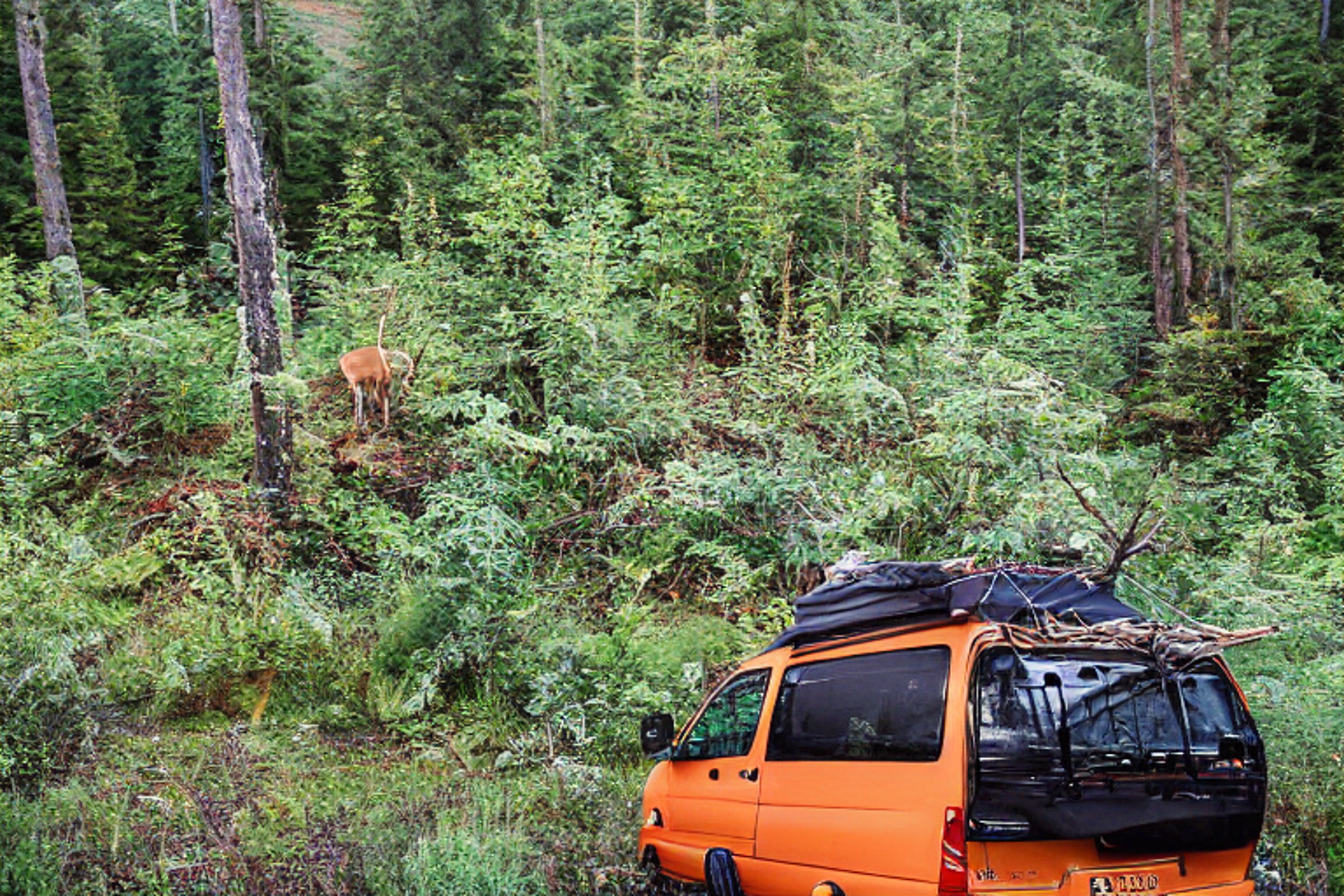 An orange camper van rests on a rocky dirt campsite in the peaceful Alaska wilderness. Ferns, berry bushes, and a hammock fill the area, while a deer stands in the distance. Sunrise lights the clear sky with a warm glow.
