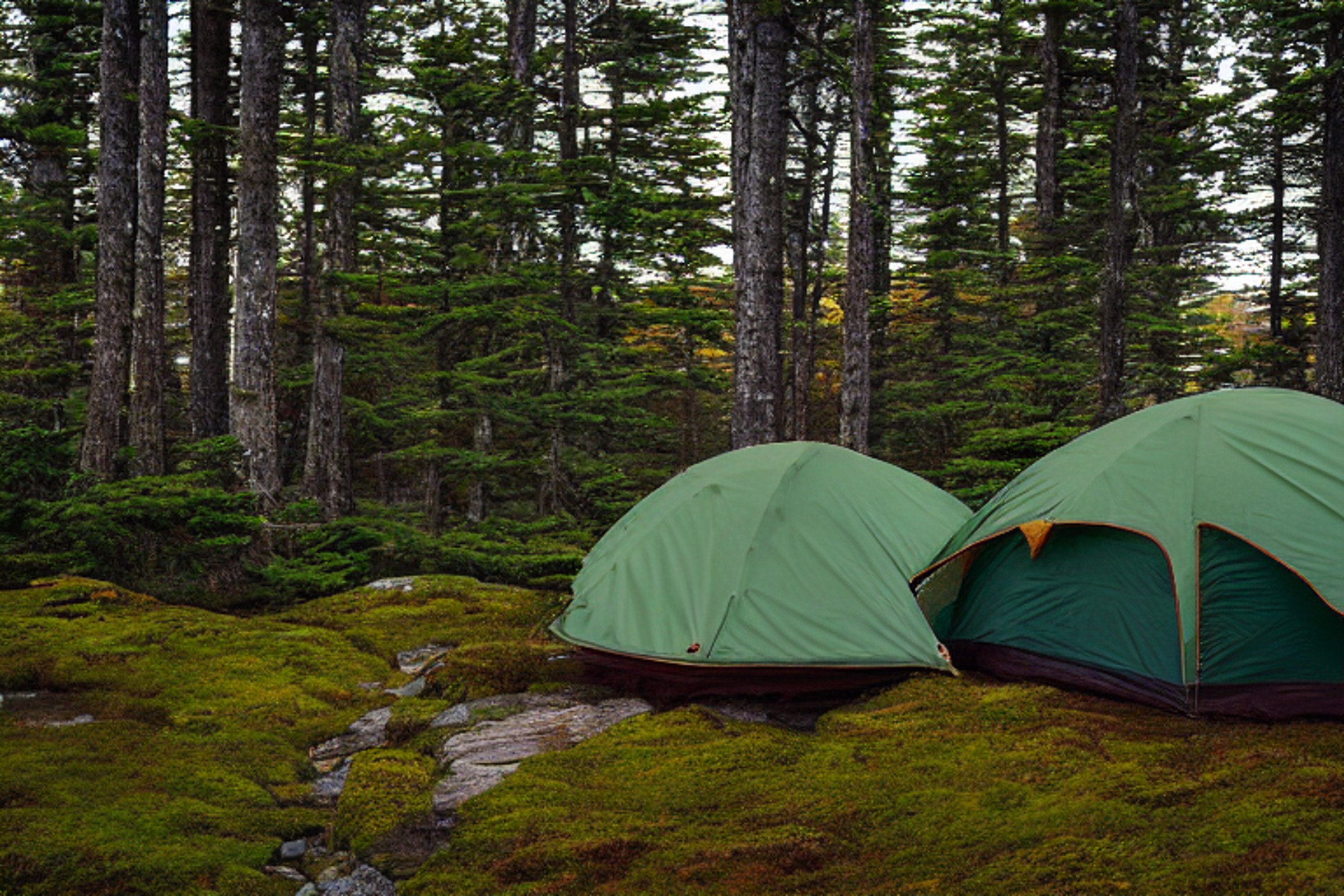 A forest-green tent rests on a paved campsite in Acadia National Park. Rainy sunset light shines through mossy trees and thick bushes, while hikers pass near a picnic table. A small dirt patch adds a cozy touch to the peaceful scene.