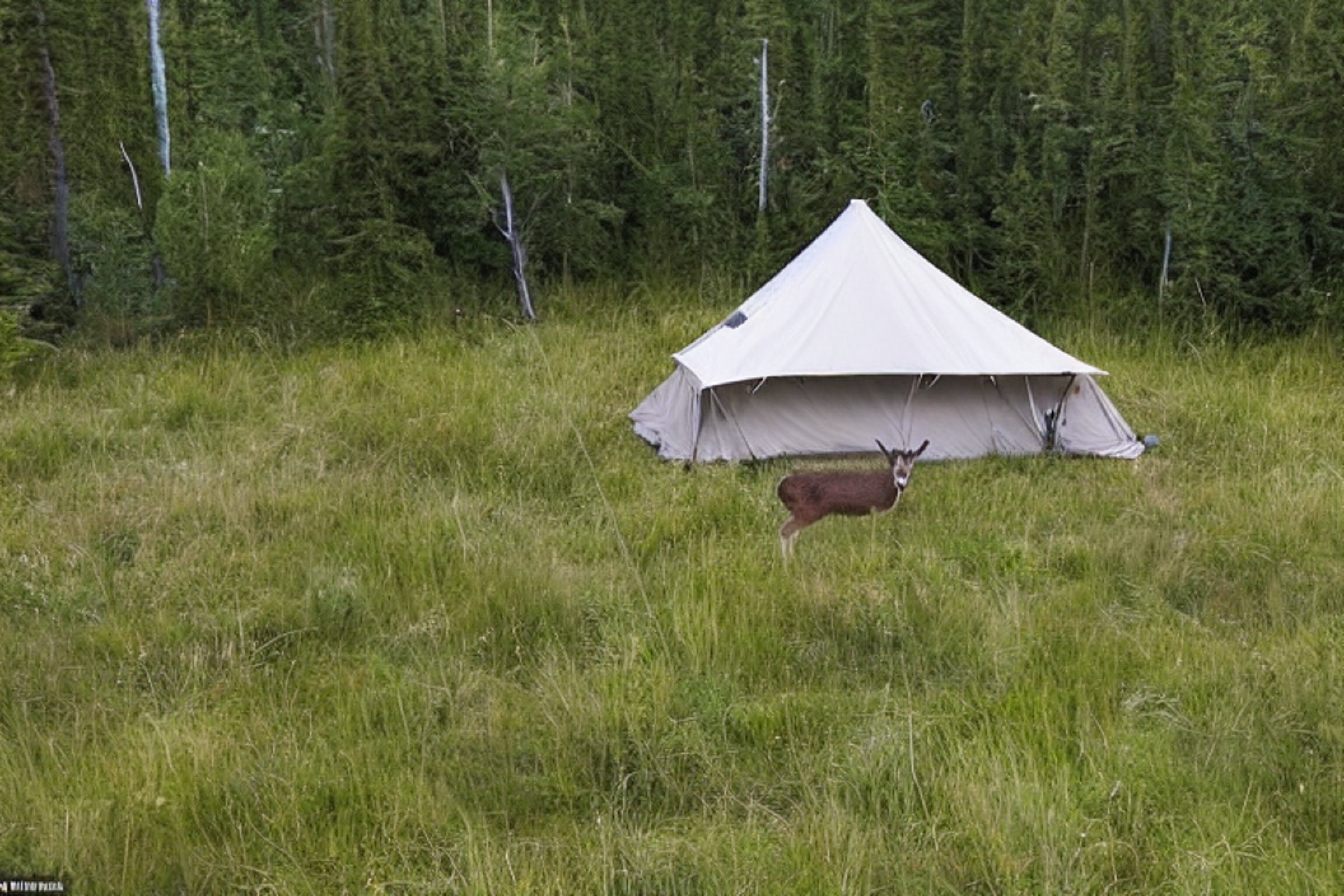 A black tent rests on a paved campsite surrounded by tall, overgrown grass. Clothes hang on a line as rain falls beneath the soft sunset sky. A deer stands quietly in the distance near the wild forest.