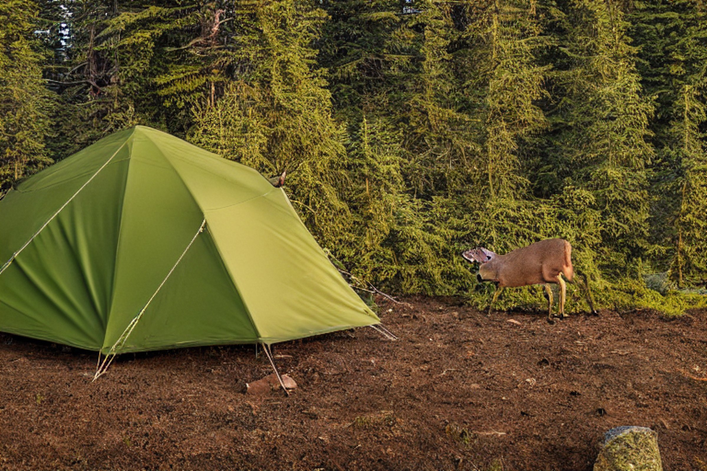 A green camo tent rests on a dirt clearing, surrounded by thick bushes and a large rock. Snowy golden-hour light gives the campsite a peaceful glow, while a deer stands quietly in the distance.