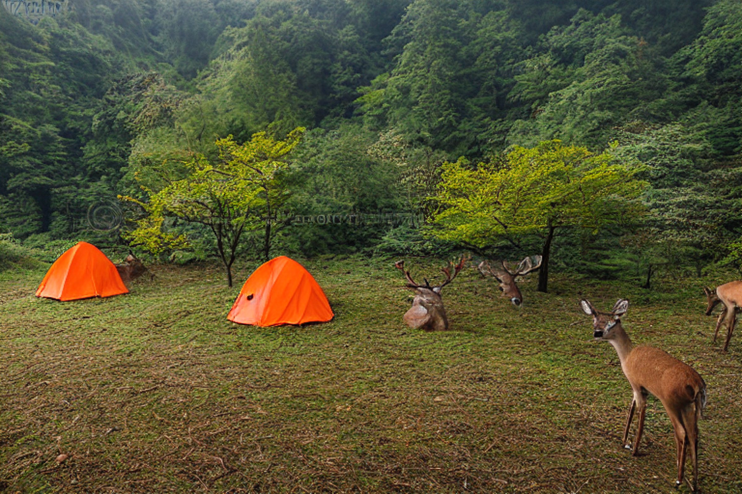 An orange tent rests beside a paved campsite in Zhangjiajie, China. Mossy trees, small plants, and a picnic table surround a sunny dirt patch. In the distance, a deer stands quietly beneath the clear sunset sky.