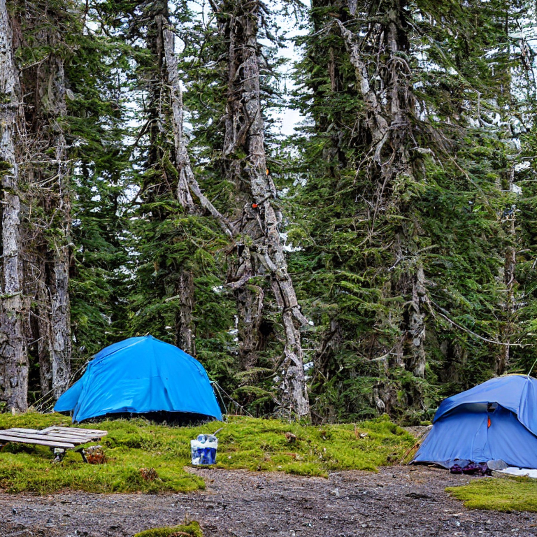 A blue tent rests on a dirt clearing beneath moss-covered trees on Vancouver Island. A small campfire, picnic table, and clothesline add a cozy touch, while soft clouds drift past a pale moon.