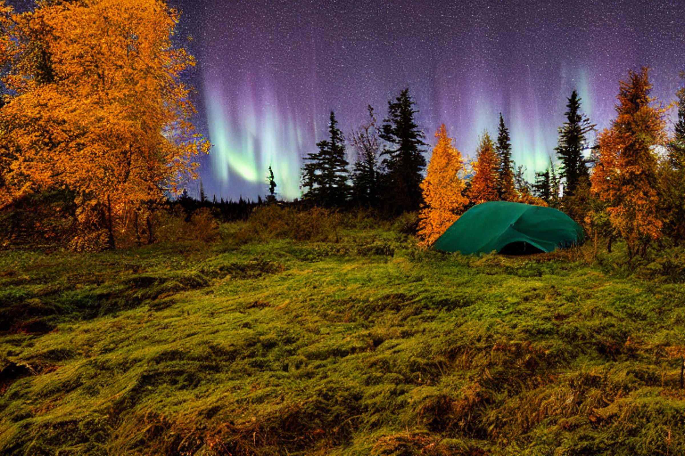 A black tent rests on a quiet dirt campsite along the Maine coast. Rainy moss-covered trees and bright fall leaves surround the camp, while the aurora glows above. A deer stands quietly in the distance.
