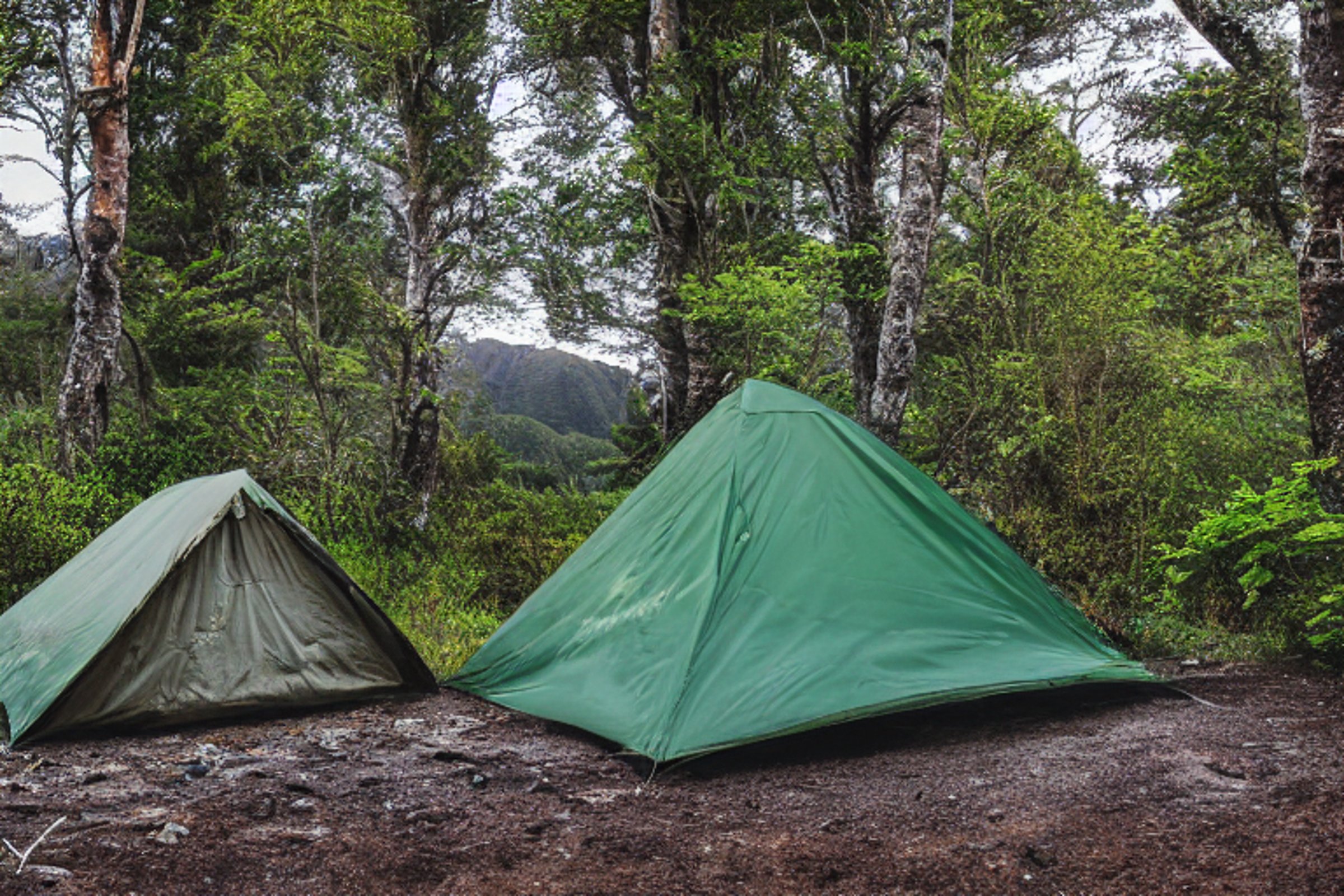 A green camo tent rests on a dirt campsite in Milford Sound, New Zealand. Tall trees, large stone slabs, and a box of camping gear surround the camp. The clear sunset sky fills the scene with warm, peaceful light.
