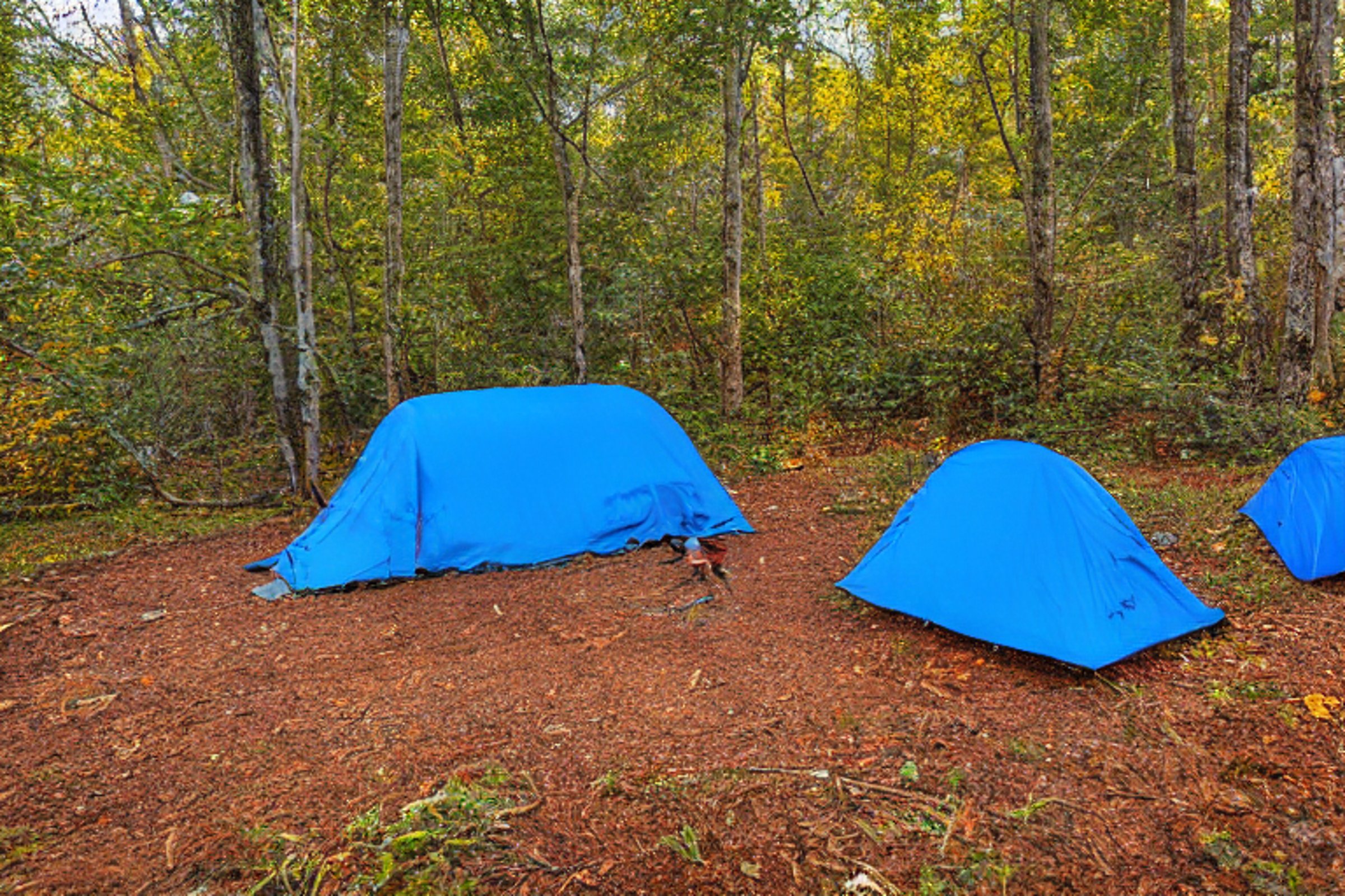 A blue tent rests on a quiet dirt clearing, surrounded by thick bushes and colorful fall trees. A hammock hangs between two trees under the cloudy sky, creating a cozy spot to relax.