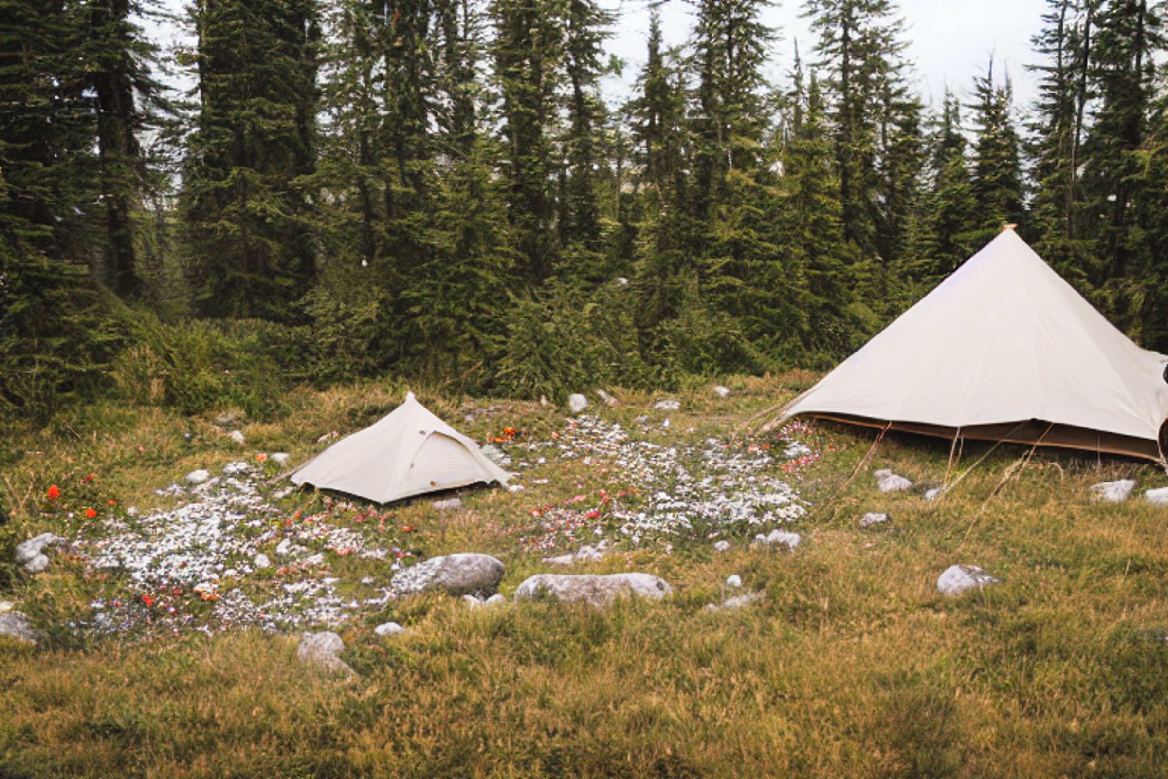 A tan tent rests on a paved campsite surrounded by rough ground and bright wildflowers. Hikers explore the rainy Vancouver Island setting, while a white cooler sits nearby. Overhead, the scene feels fresh, wild, and peaceful.