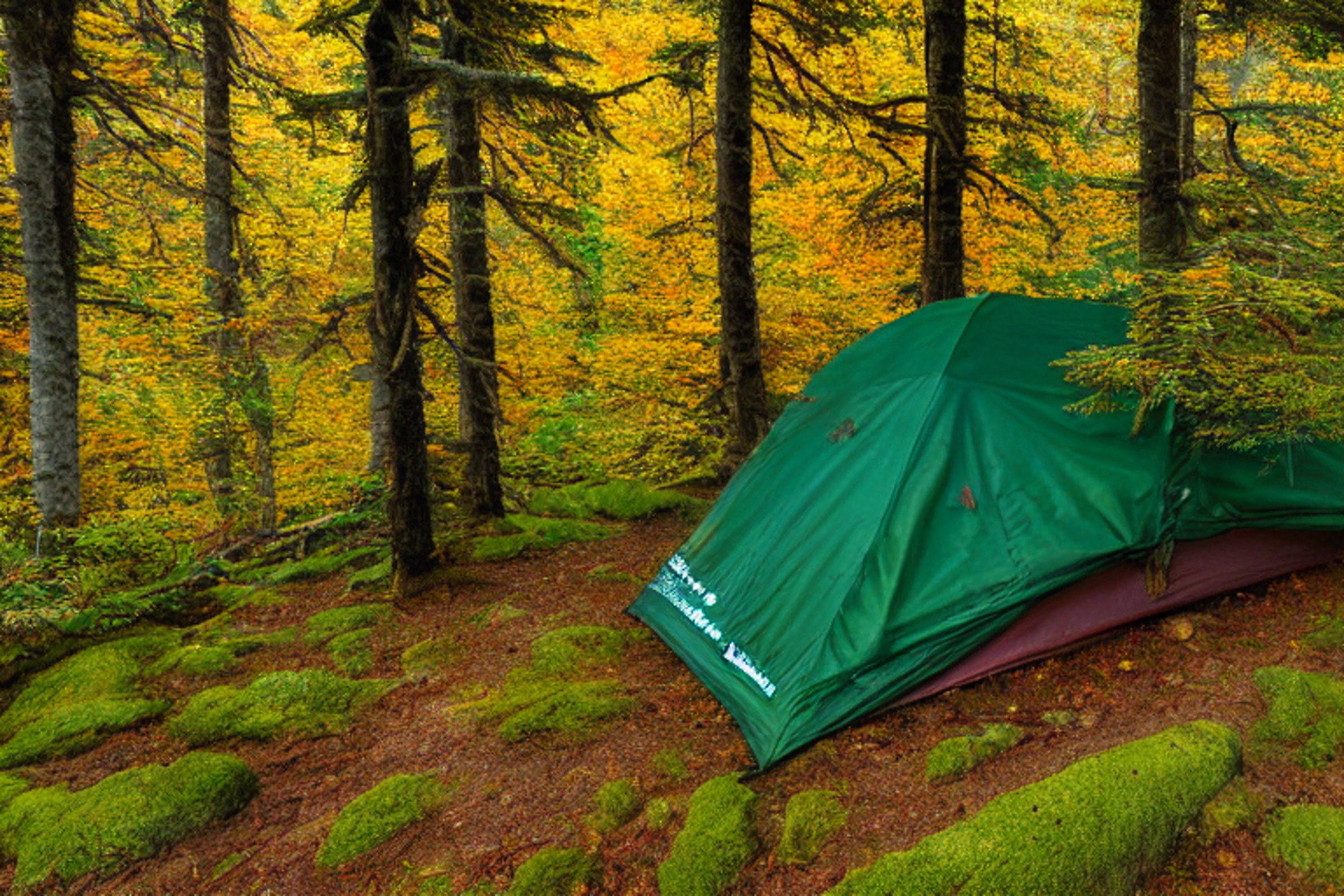 A green tent rests on a dirt clearing in the Alaskan wilderness. Mossy trees and bright fall leaves surround the campsite, while hikers explore nearby. Soft morning fog glows in the sunrise.