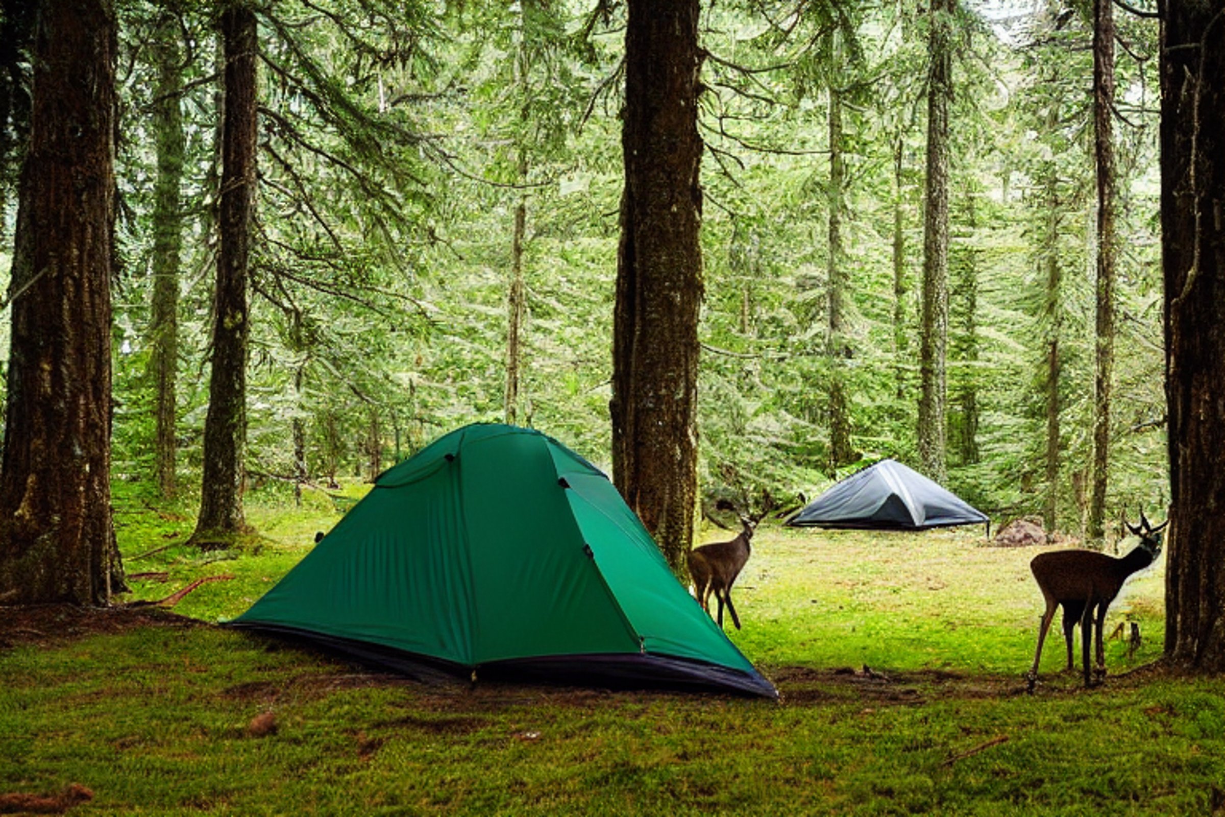 Three forest-green tents sit on a paved campsite beneath tall trees. A clear stream winds nearby, while deer wander in the sunny forest.