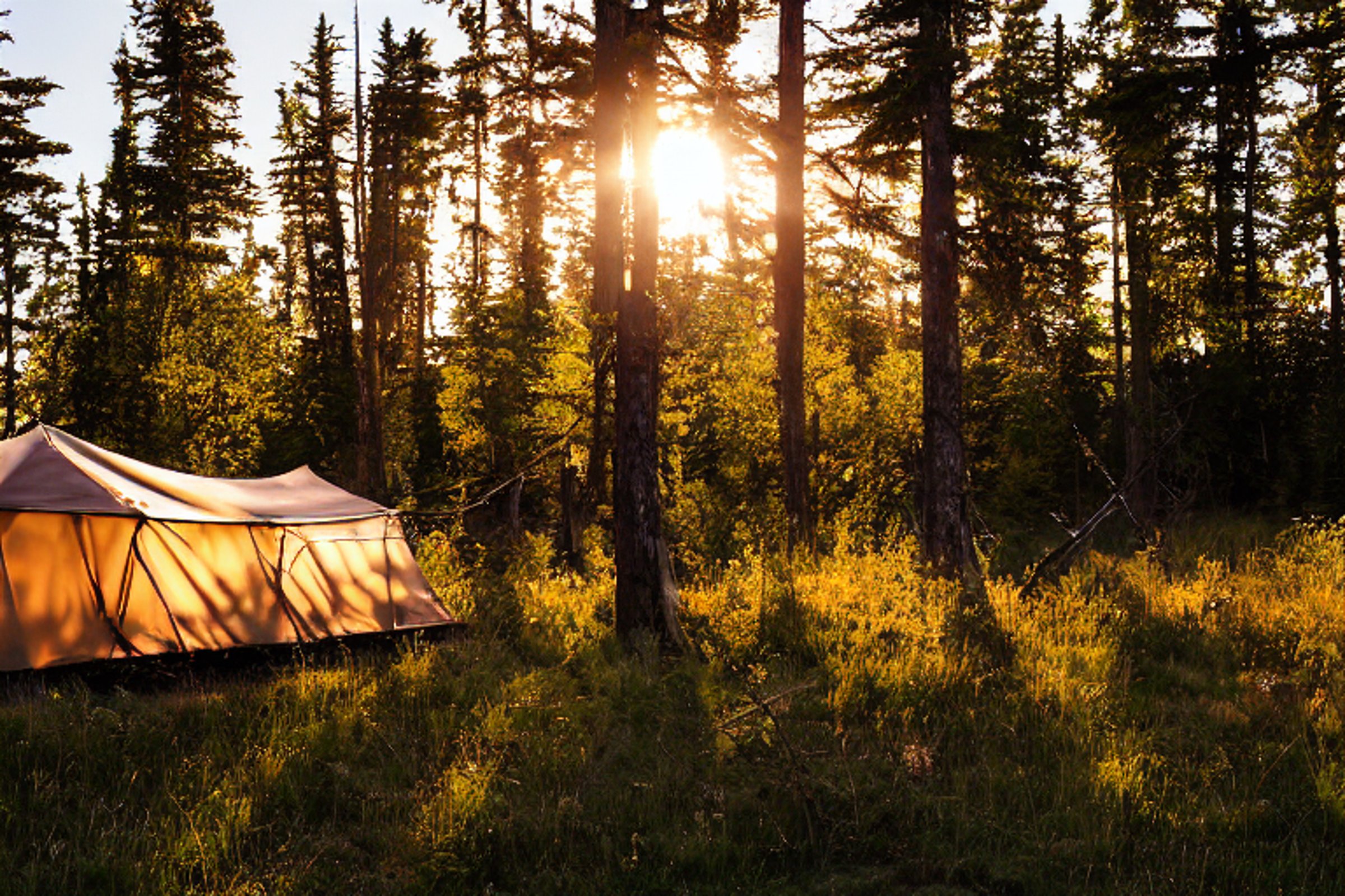 A forest-green tent rests on a quiet dirt campsite in Isle Royale National Park. Tall grass, small trees, and a berry-covered bush surround the area, while a twig lies nearby. Warm golden light shines beneath a clear sky.