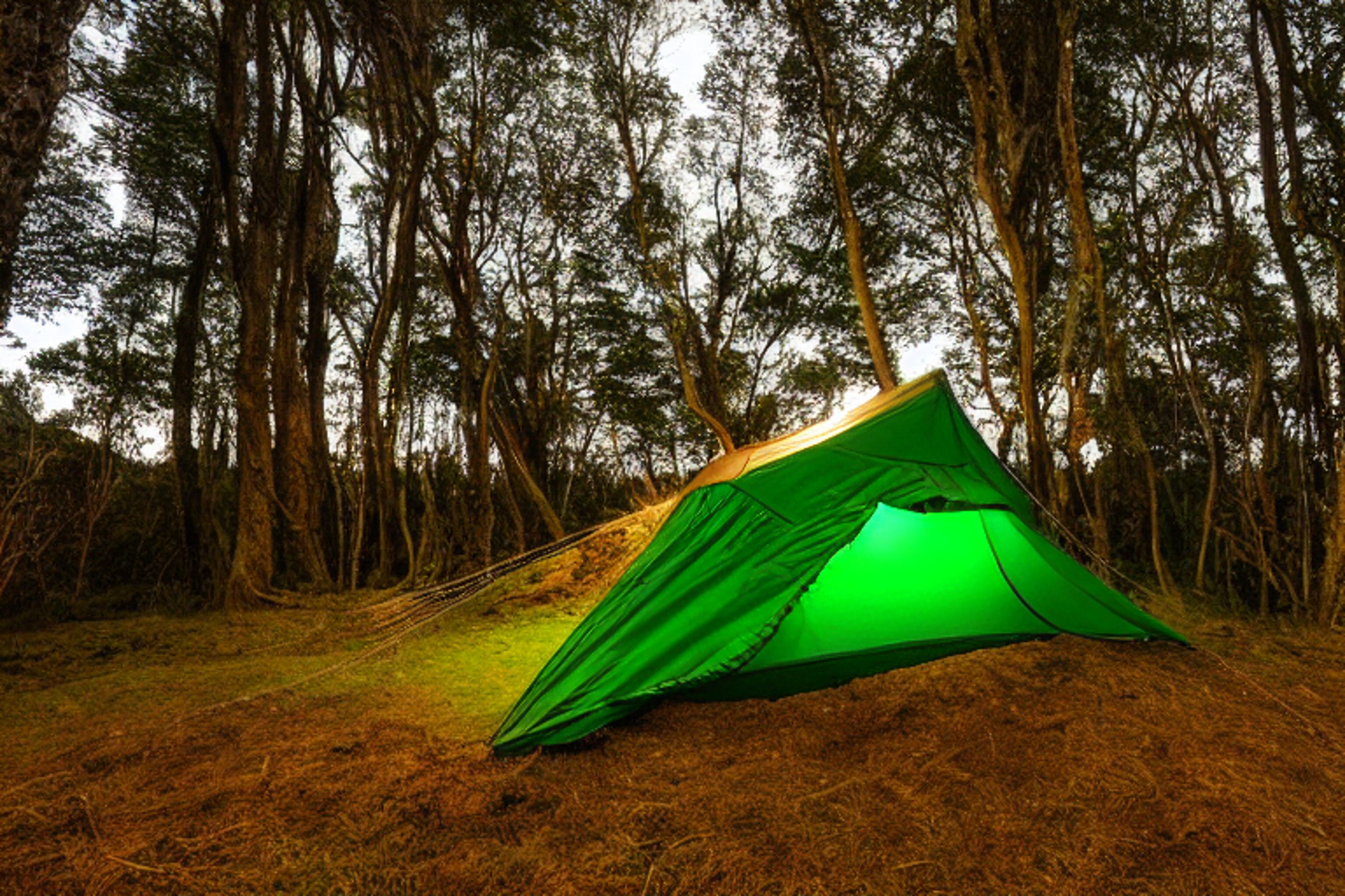 A green tent rests on a quiet dirt clearing in Milford Sound, surrounded by tall trees and wild grass. A hammock hangs nearby, while the warm glow inside the tent adds a cozy feel beneath the cloudy golden sky.