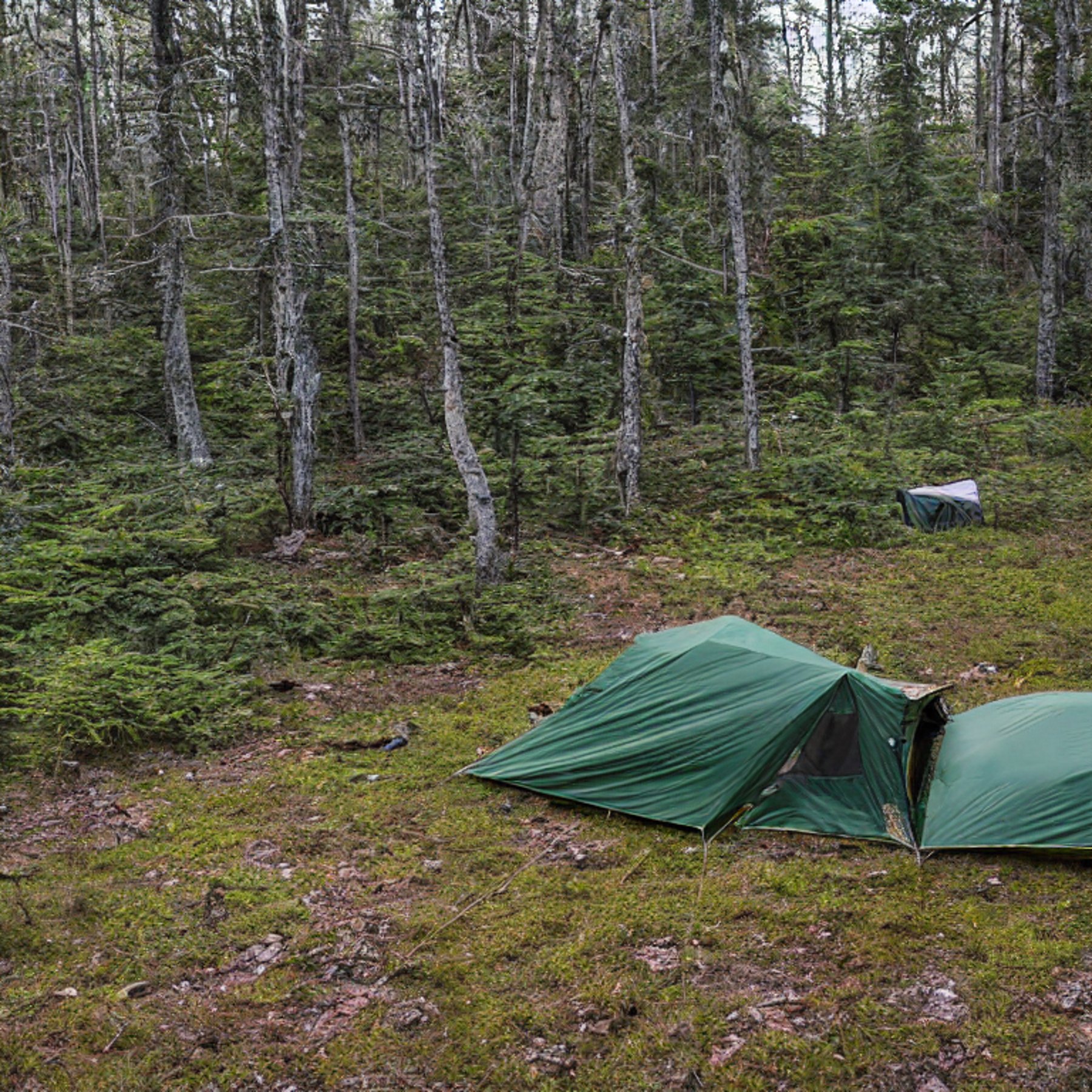 A green camo tent sits on a snowy dirt clearing in the woods at dusk. A warm campfire glows beside a large log, with ferns and boulders nearby. A lone deer stands quietly in the distance.
