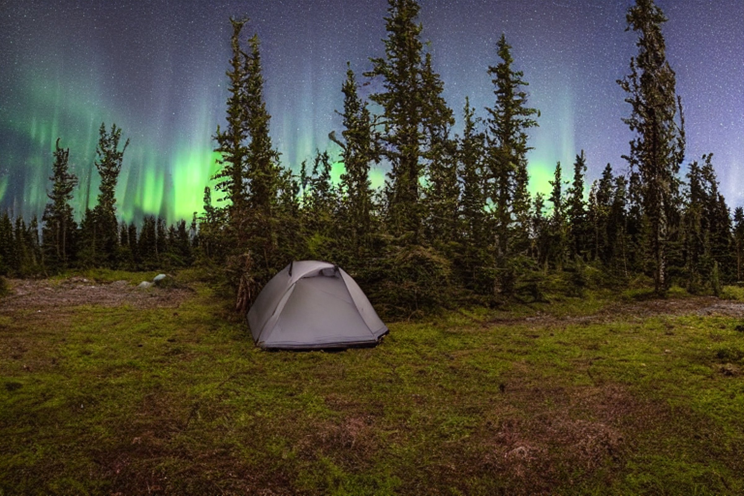 A black tent rests beside a warm campfire on a quiet dirt clearing. Tall, mossy trees and thick bushes surround the campsite, while glowing northern lights shine through the cloudy night sky.