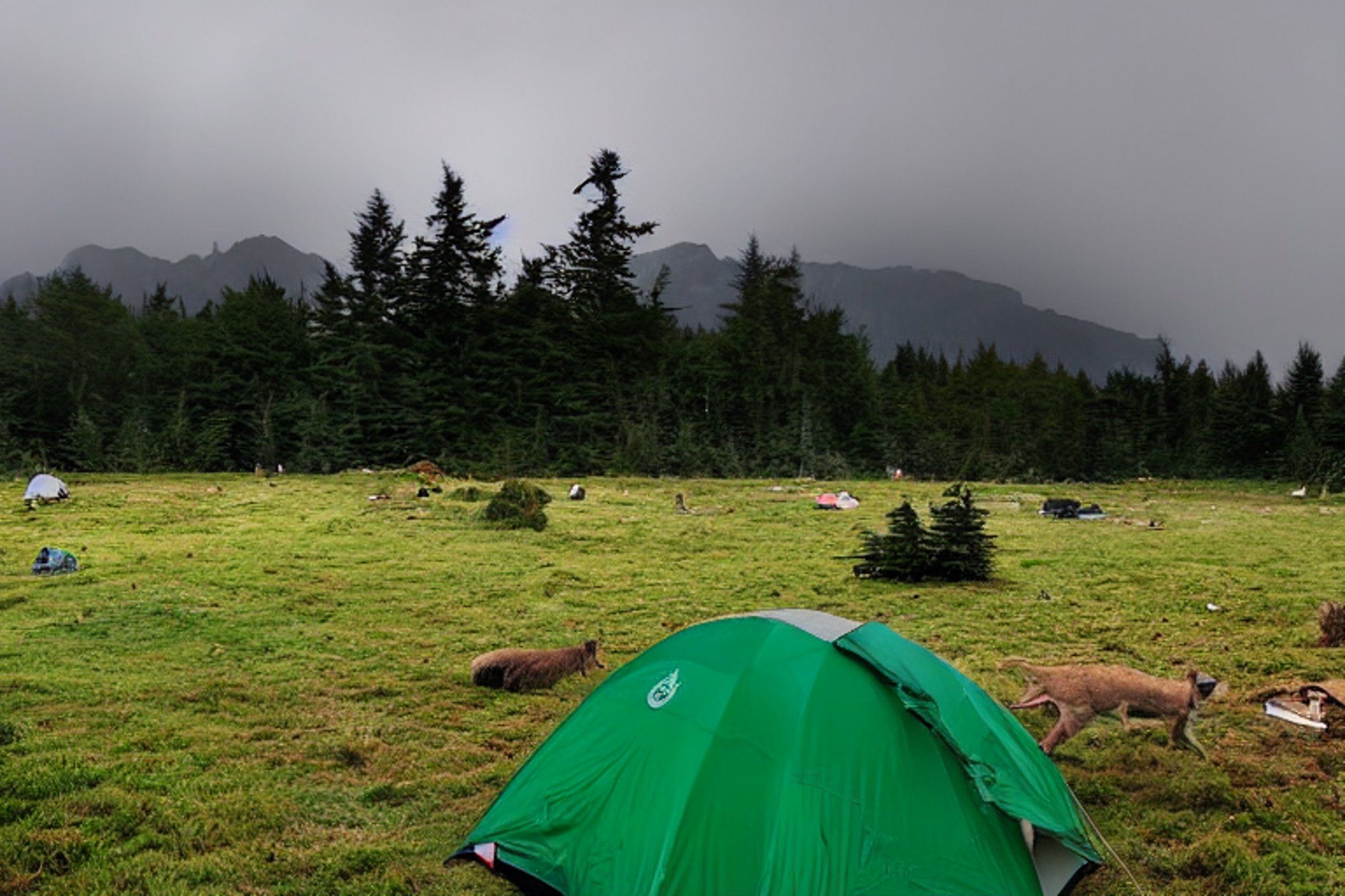 A green tent rests beside a campfire on a dirt patch near Cannon Beach. Stormy skies hang over the forest, with a mountain in the distance. A deer and a person carrying a flashlight add quiet life to the wild scene.
