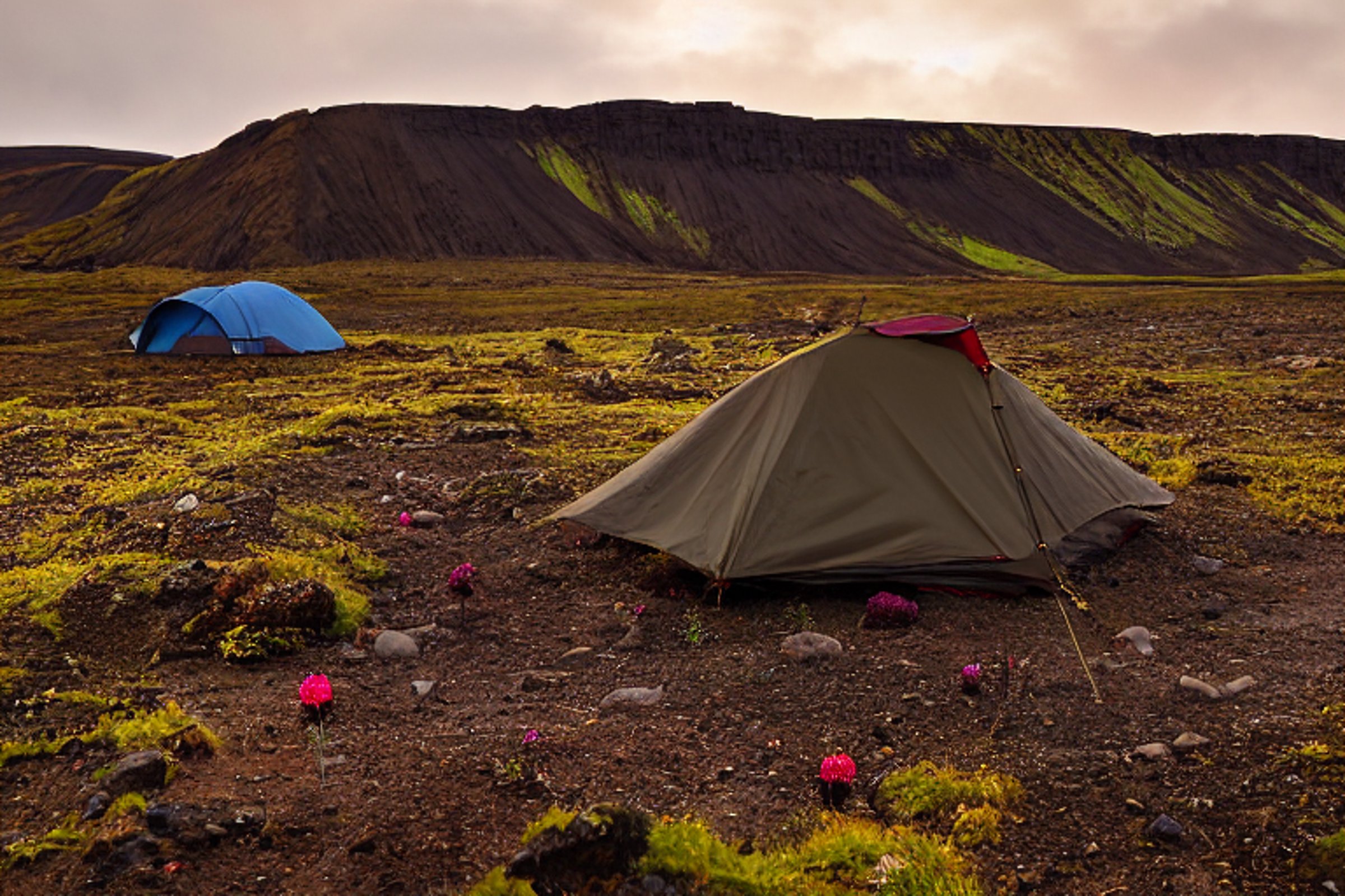 A brown tent rests on a quiet dirt clearing in Iceland as the sun rises. Its warm flashlight glow shines from inside, while wildflowers, berry bushes, and a large log sit nearby.