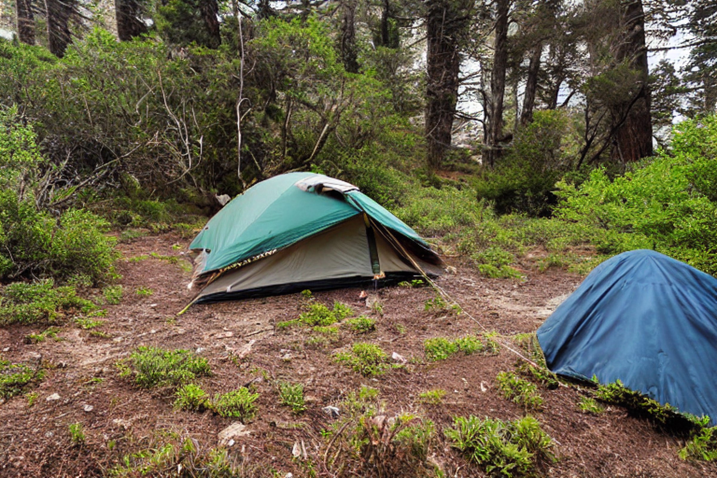 A green tent rests on a quiet dirt patch, surrounded by thick bushes beneath a star-filled sky. A wooden guitar and a small twig lie nearby, adding a cozy touch to the peaceful Big Sur campsite.