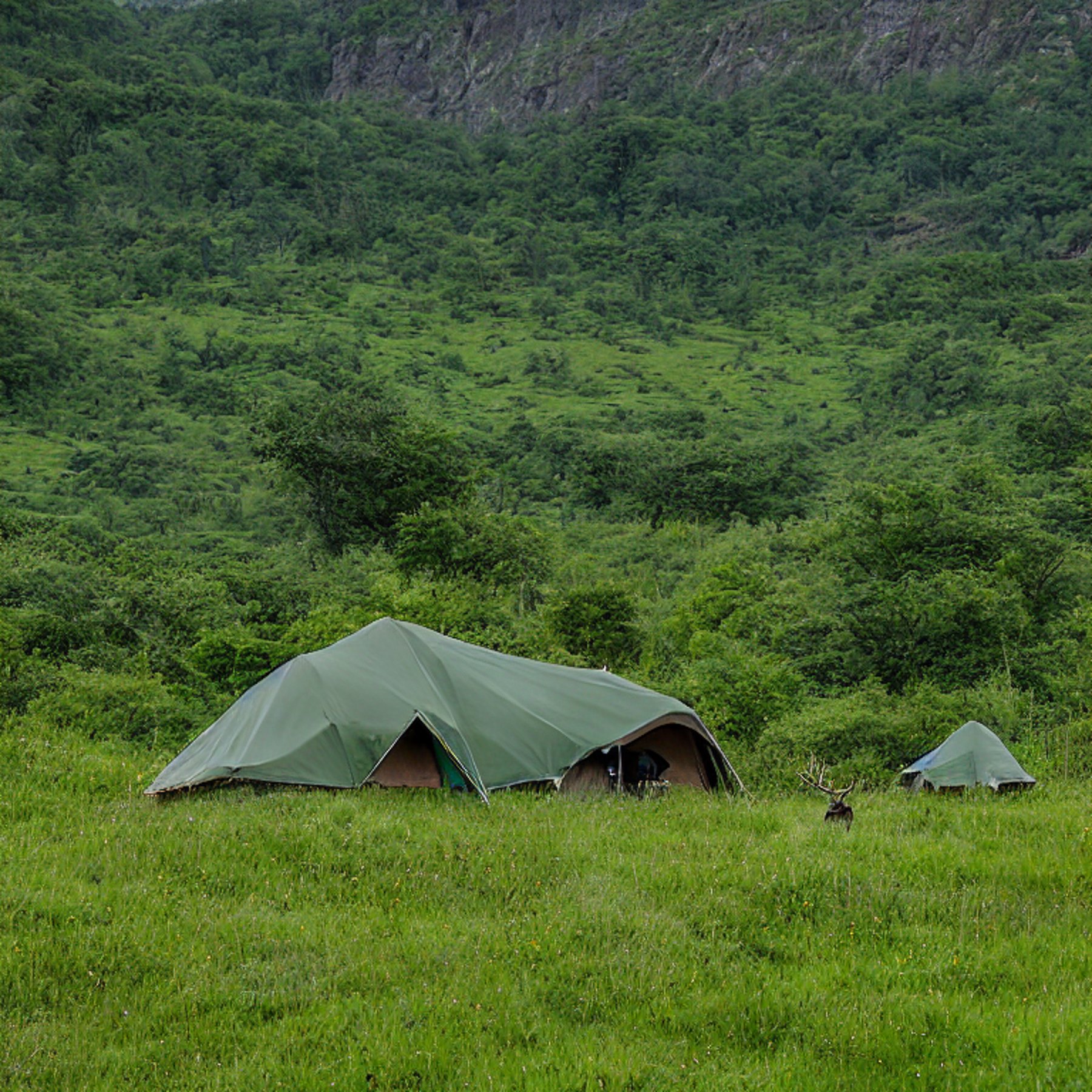 A green and tan tent rests on a quiet dirt campsite in Valley of Flowers National Park. Rolling hills, stone patches, and a winding trail stretch beneath the stormy dusk sky. A deer stands far away in the peaceful valley.